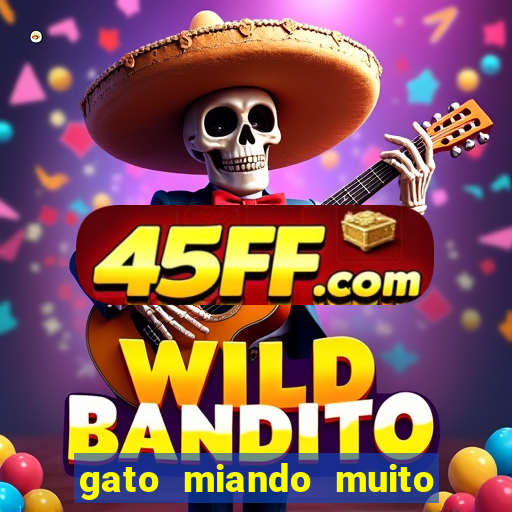 gato miando muito a noite o que fazer